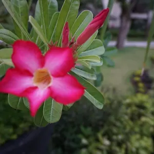 2* Апарт-отель Ruby Nusa Dua Bali